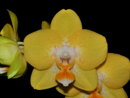 Phalaenopsis Sunflower Yellow Beauty AM/AOS 80 pts..